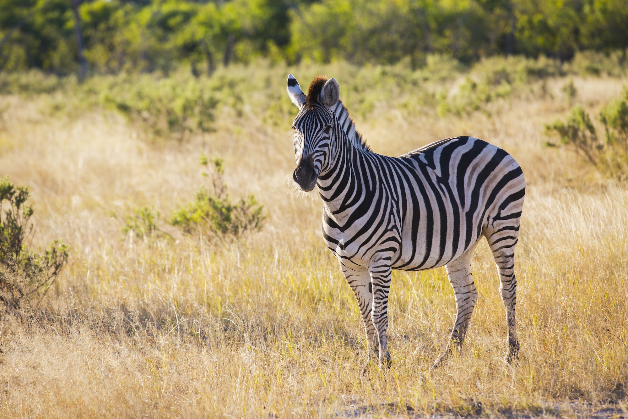 Amazing zebra in savanna